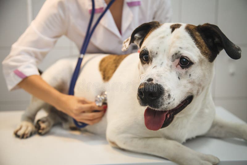 Female veterinarian with dog at vet clinic