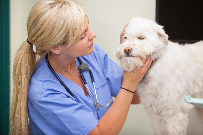 Close-up of blond female veterinarian examining dog