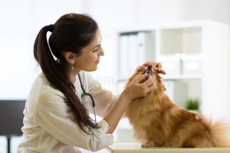 Female veterinarian examining teeth of Spitz dog in vet clinic