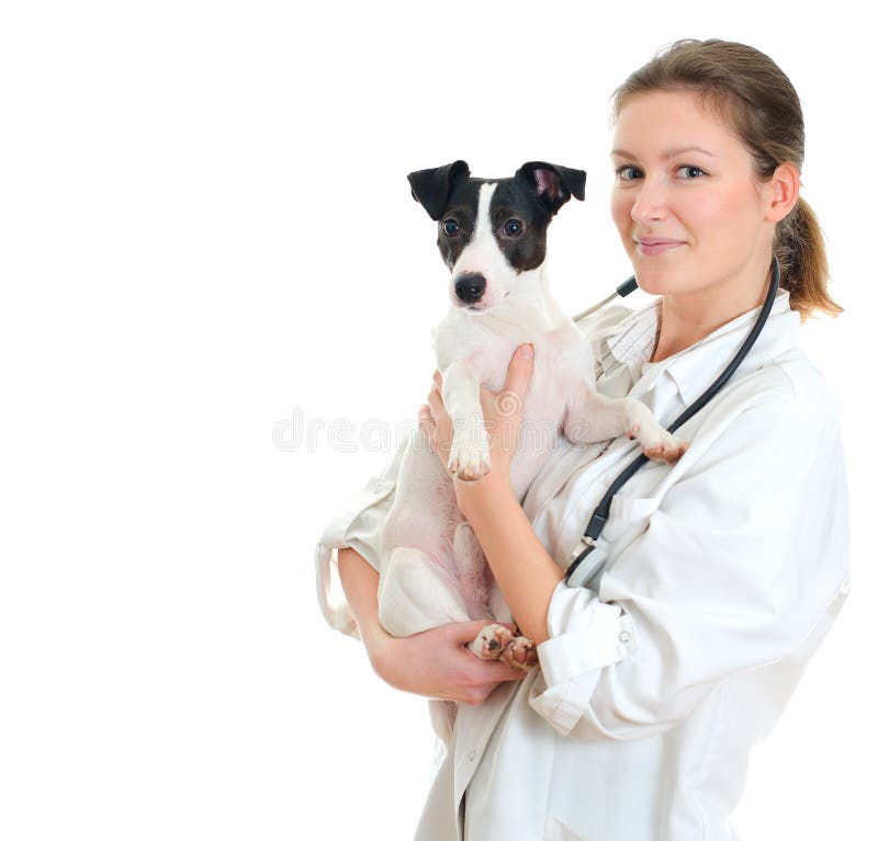 Female veterinarian holding jack russell terrier. stock photos Female veterinarian holding jack russell terrier. stock photos