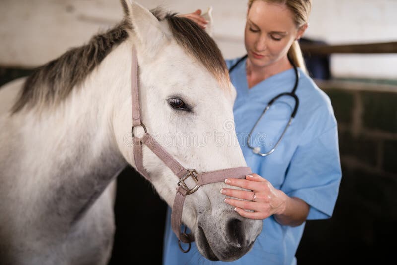 Female veterinarian stroking horse while standing in stable