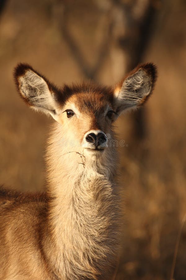 Female Waterbuck