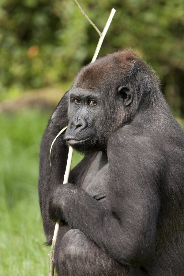 western lowland gorilla intelligence western lowland gorilla intelligence