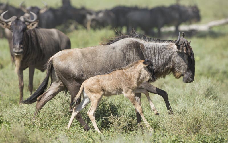 Female White Bearded Wildebeest running with its new born calf stock photography