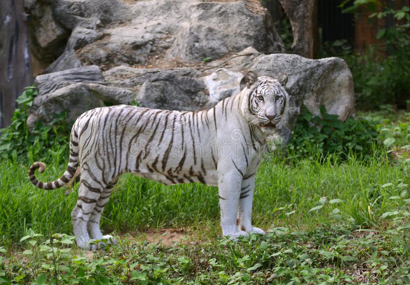 Female bengal tiger Pee stock photo. Image of animal 97063728