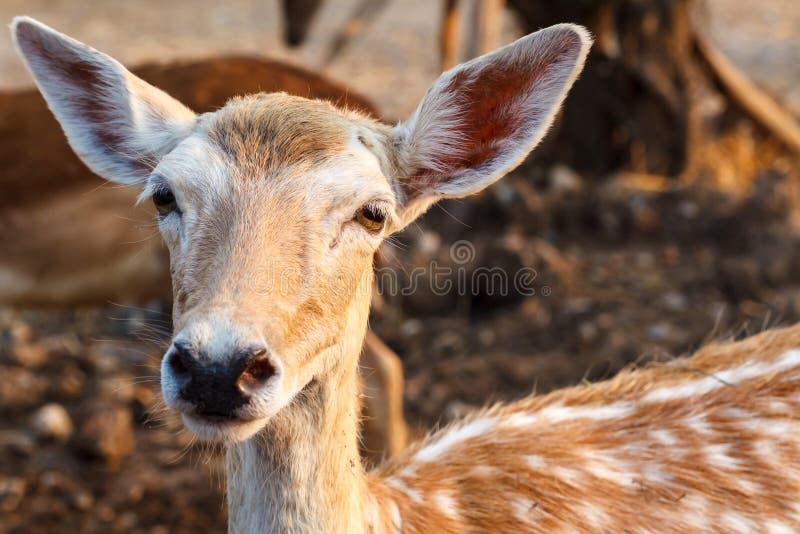 Female wild dear head stock photo. Image of mammal, brown - 31998548