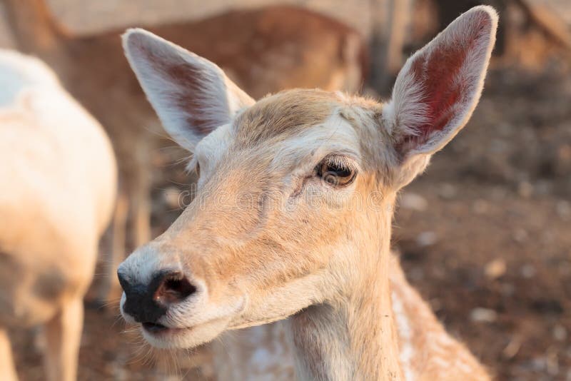 Female wild dear face stock photo. Image of mammal, wildlife - 31301306