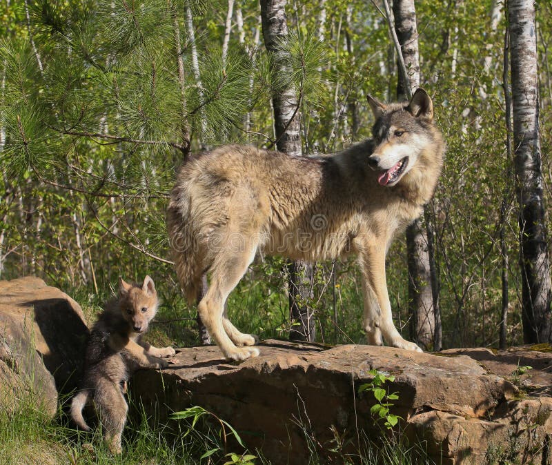 Female wolf with pup stock photo. Image of nature, boulder - 21716108