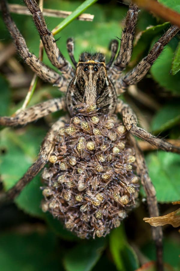 Female Wolf Spider With Babies