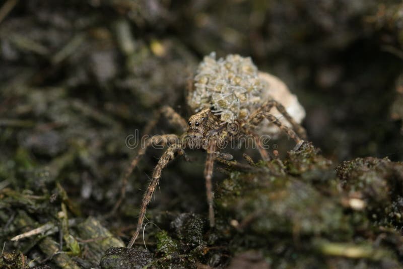 A magnificent Wolf Spider, Pardosa, carrying its babies on its back. stock photo A magnificent Wolf Spider, Pardosa, carrying its babies on its back. stock photo