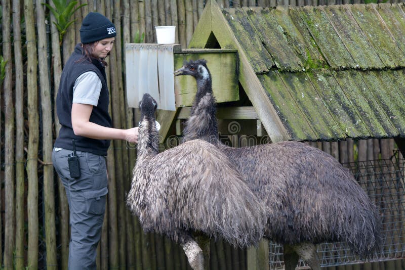 Female Zookeeper feeding emu birds