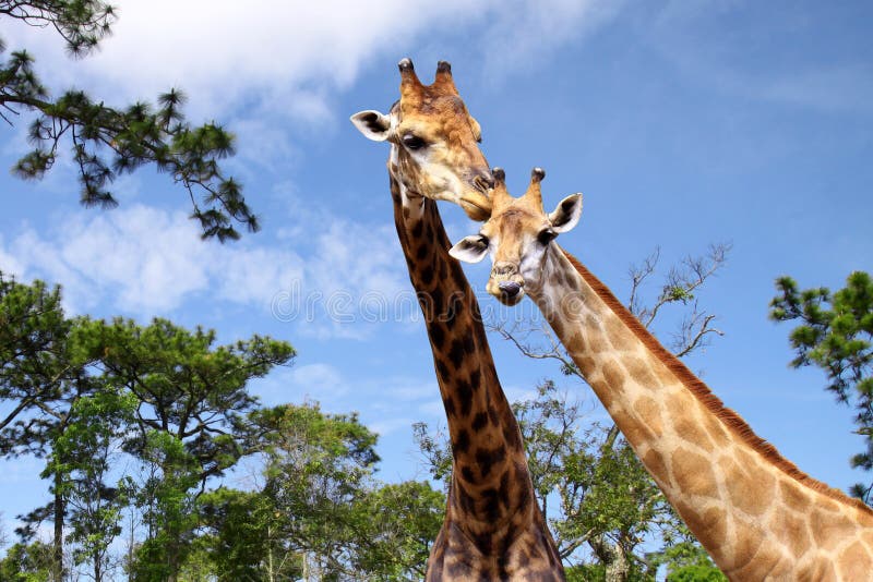 Giraffe Hug Stock Photos Free & RoyaltyFree Stock Photos from Dreamstime