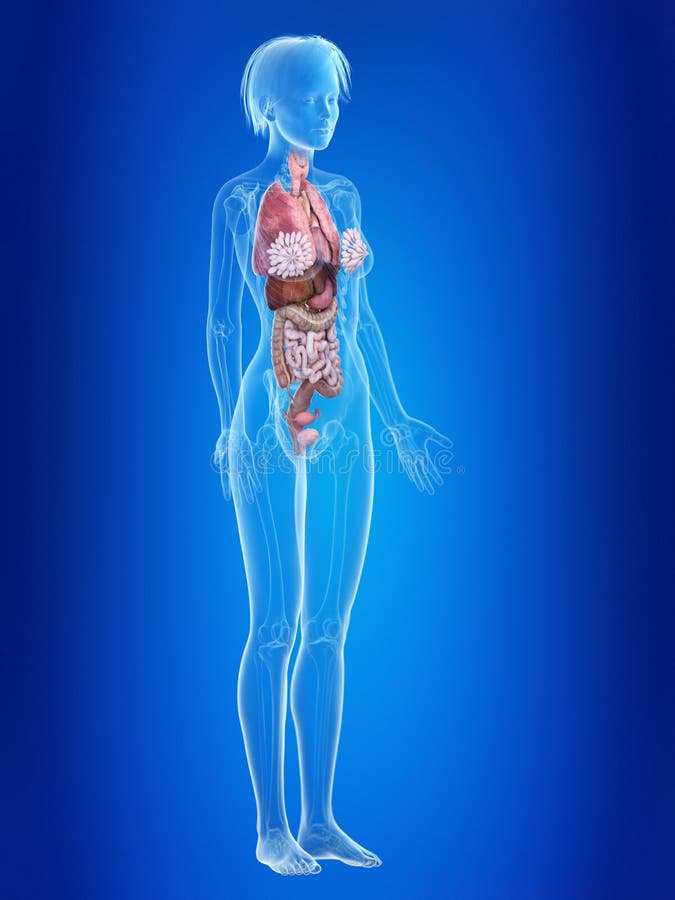 A females organs stock illustration. Illustration of accurate - 127852628