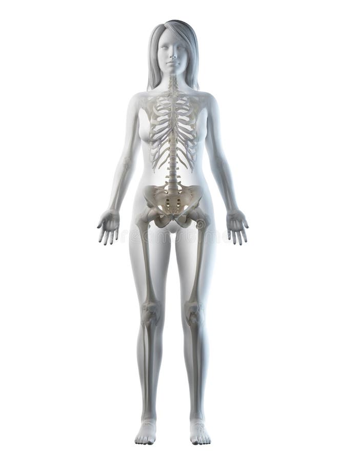 A females skeletal system