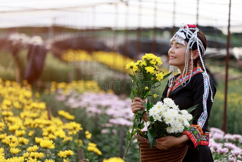 Femeia asiatică locală sau hmong colectează crizantemul galben și alb royalty free stock photo