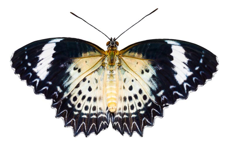 Female of Leopard lacewing butterfly on white background with clipping path. Female of Leopard lacewing butterfly on white background with clipping path