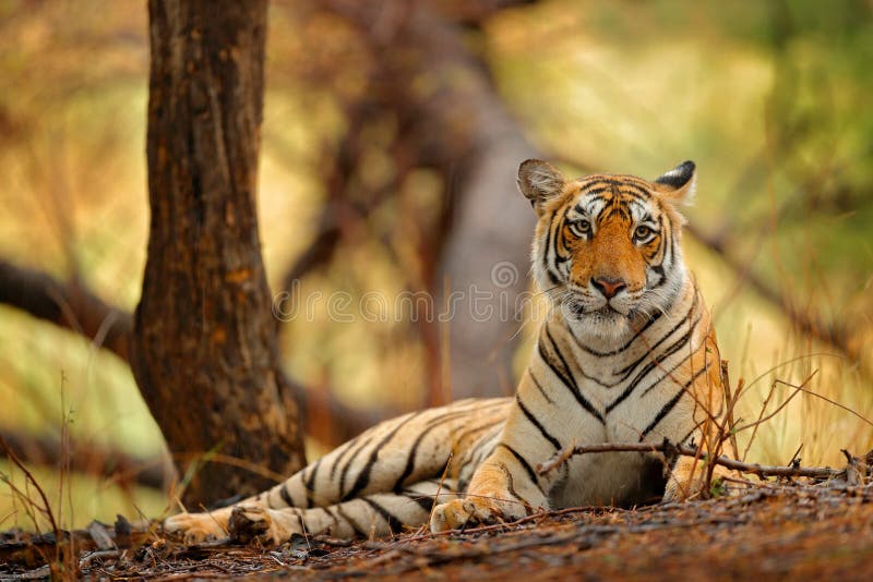 Femelle indienne de tigre avec la première pluie, animal sauvage dans l'habitat de nature, Ranthambore, Inde Grand chat, animal m