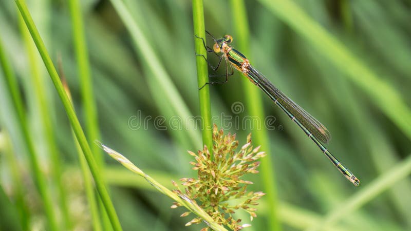 Femelle réunie de damselfly de demoiselle sur une tige d'herbe Splendens de Calopteryx photo stock Femelle réunie de damselfly de demoiselle sur une tige d'herbe Splendens de Calopteryx photo stock
