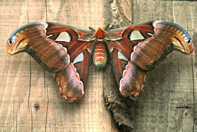 Atlas moth (Attacus atlas) is a large saturniid moth found in the tropical and subtropical forests of Southeast Asia. The wingspans of these moths can reach over 25 cm (10 in). Atlas moth (Attacus atlas) is a large saturniid moth found in the tropical and subtropical forests of Southeast Asia. The wingspans of these moths can reach over 25 cm (10 in).