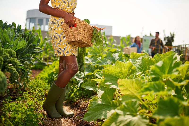 Femme amicale d'afro-américain moissonnant les légumes frais du jardin de serre chaude de dessus de toit