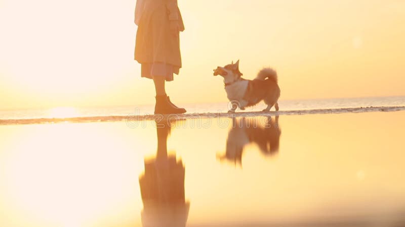 Femme américaine formant l'animal mignon pendant le coucher du soleil d'or en bord de mer à l'extérieur. banque de vidéos