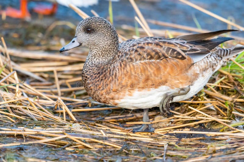 Female American Wigeon resting in wetland pond. American Wigeons are medium-sized, rather compact ducks with a short bill and a round head. They tend to sit on the water with their heads pulled down, giving them a no-necked look. Female American Wigeon resting in wetland pond. American Wigeons are medium-sized, rather compact ducks with a short bill and a round head. They tend to sit on the water with their heads pulled down, giving them a no-necked look.