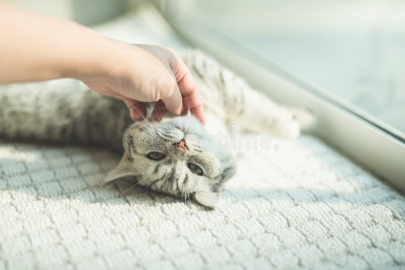 Femme asiatique jouant avec le chaton images libres de droits Femme asiatique jouant avec le chaton images libres de droits