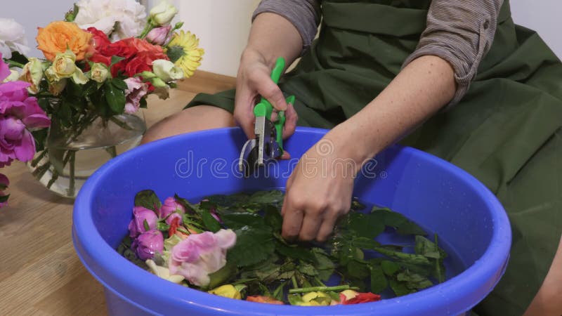 Femme avec des cisailles de jardinage réduisant les roses