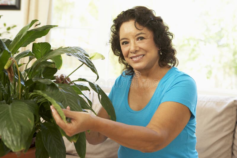 Femme aîné à la maison s'occupant du Houseplant images stock Femme aîné à la maison s'occupant du Houseplant images stock