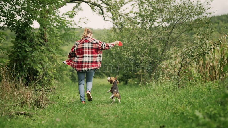 Femme courir avec beagle chiot dans le beau jardin vert. le propriétaire garde le chien sur les traîneaux à laisse équipe pour fer banque de vidéos