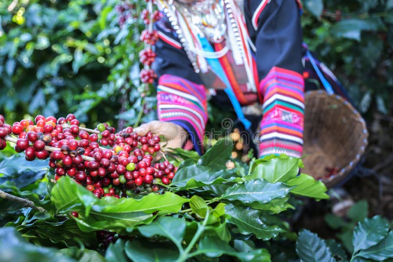 Femme d'Akha sélectionnant les grains de café rouges sur le bouquet images libres de droits Femme d'Akha sélectionnant les grains de café rouges sur le bouquet images libres de droits