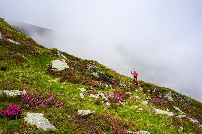 Femme dans l'action, augmentant dans les montagnes avec les poteaux de marche de nordic image libre de droits Femme dans l'action, augmentant dans les montagnes avec les poteaux de marche de nordic image libre de droits