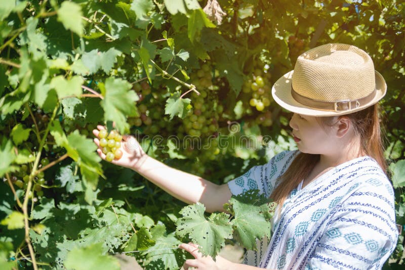 Femme dans la chemise blanche moissonnant des raisins dans le jardin photo stock Femme dans la chemise blanche moissonnant des raisins dans le jardin photo stock