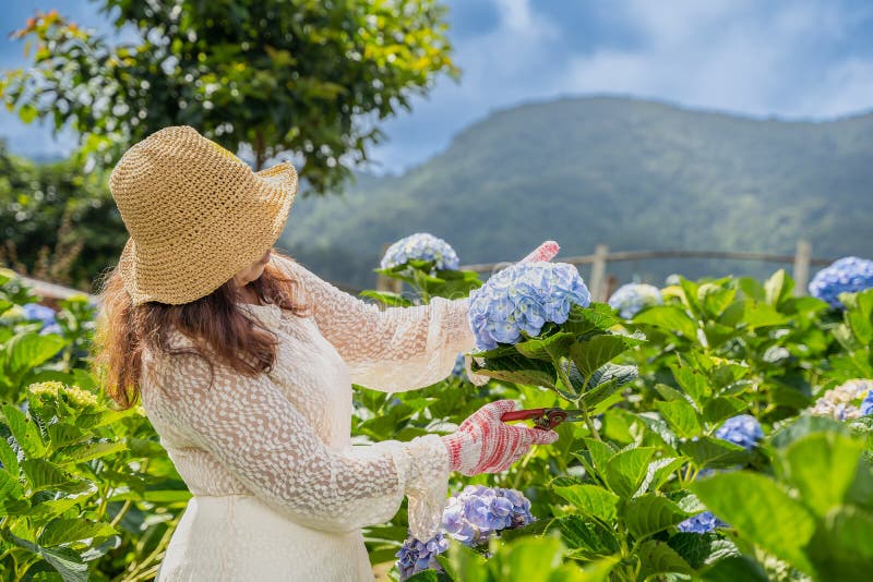 Femme Dans Le Jardinage Gants Taille Hydrangea Bush Avec Sécateurs Taille  Ciseaux Dans Le Jardin. Closeup Hydrangea Photo stock - Image du gants,  mains: 260356256