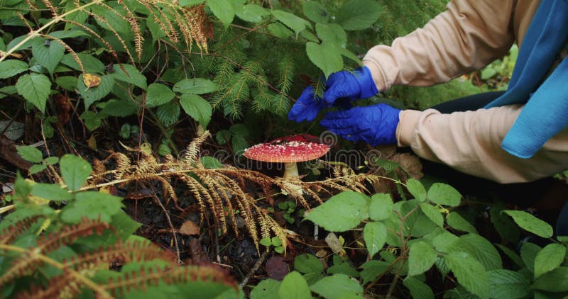 Femme en beanie jaune et gants examinant un champignon rouge dans la forêt. concept d'exploration extérieure et d'étude de la natu banque de vidéos