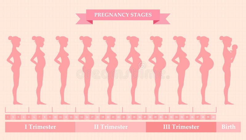 Femme enceinte - d'abord, deuxième et troisième trimestre illustration de vecteur Femme enceinte - d'abord, deuxième et troisième trimestre illustration de vecteur
