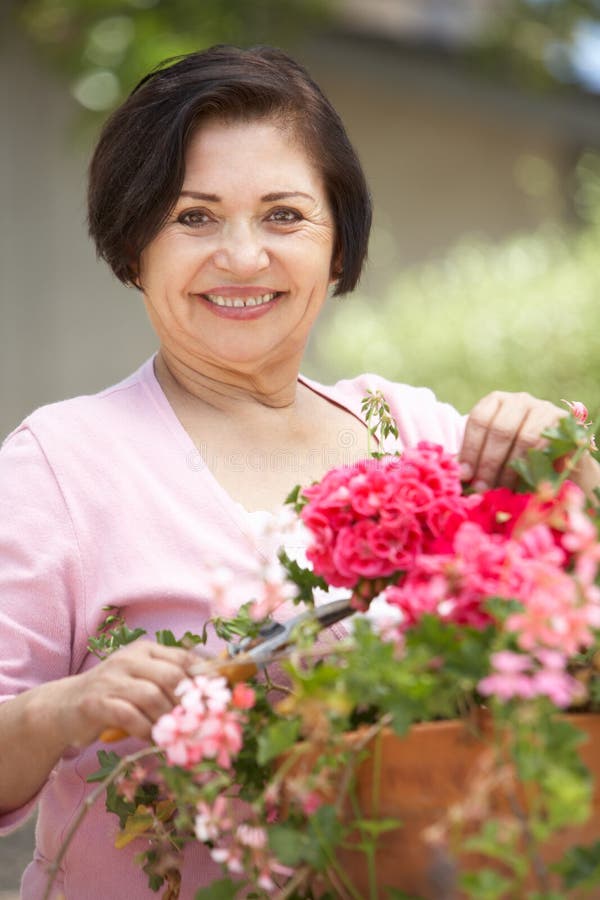 Femme hispanique supérieure travaillant dans le jardin rangeant des pots images libres de droits Femme hispanique supérieure travaillant dans le jardin rangeant des pots images libres de droits