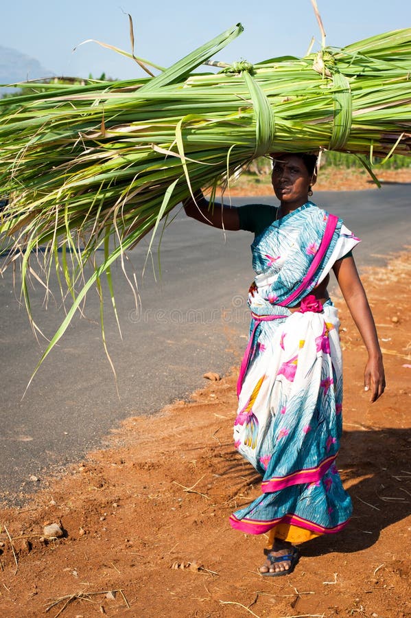 Femme indienne dans la balle de foin de transport de sari coloré sur la tête image stock Femme indienne dans la balle de foin de transport de sari coloré sur la tête image stock