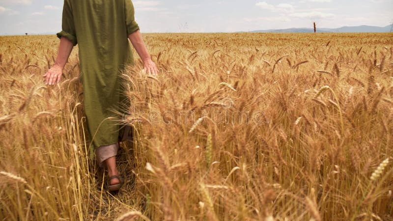 Femme marchant dans le champ de blé - concept de fertilité et d'abondance banque de vidéos