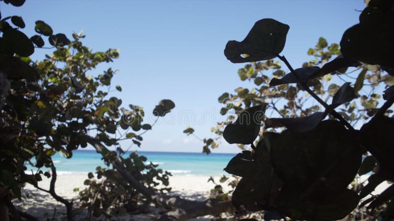 Femme marchant dans les arbres sur la côte