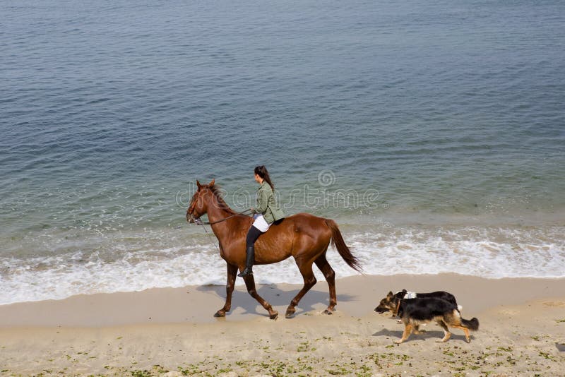 Femme montant un cheval avec ses chiens à la plage, à Baiona, la Galicie, photos stock Femme montant un cheval avec ses chiens à la plage, à Baiona, la Galicie, photos stock