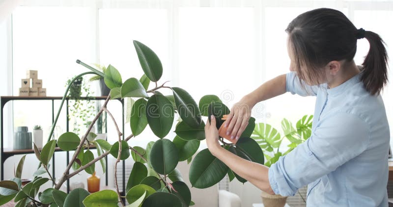 Femme prenant soin des plantes Ã  la maison banque de vidéos