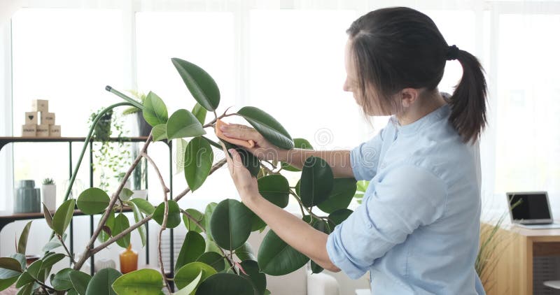 Femme prenant soin des plantes à la maison clips vidéos