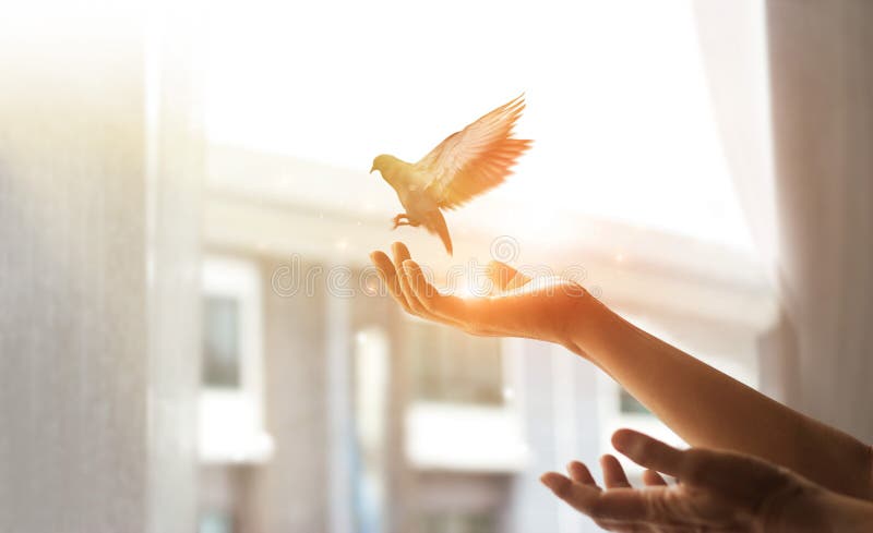 Femme priant et libérer l'oiseau à la nature de la fenêtre à la maison sur le fond de coucher du soleil, concept d'espoir