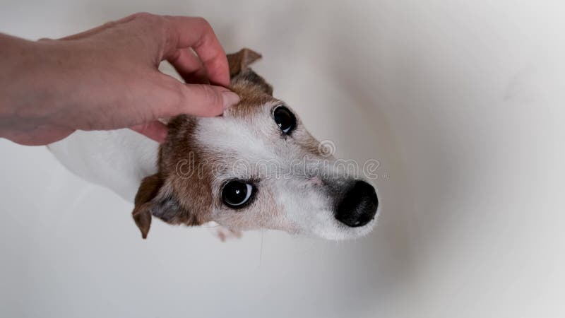 Femme propriétaire gratte tête de petit jack russel terrier banque de vidéos