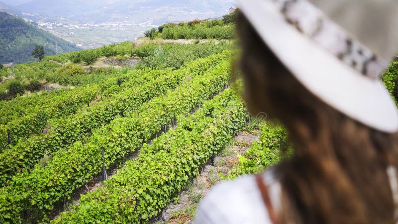 Femme regardant le champ des ceps de vigne sur la colline