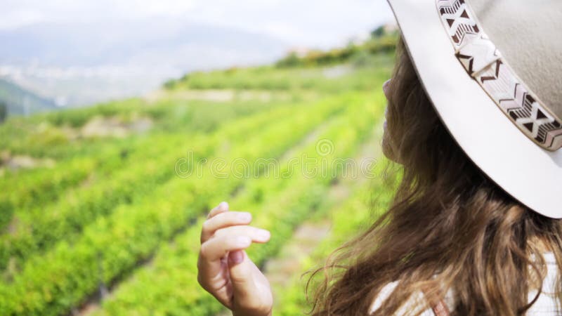 Femme regardant le champ des ceps de vigne sur la colline