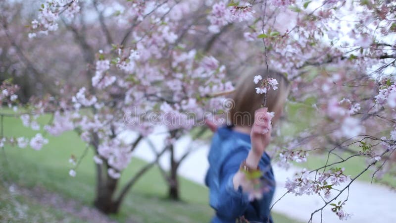 Femme sentant sur des fleurs de cerisier Sakura banque de vidéos