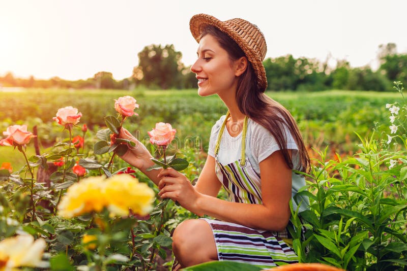 Femme sup?rieure recueillant des fleurs dans le jardin Sentir d'une cinquantaine d'années de femme et roses admiratives Concept d