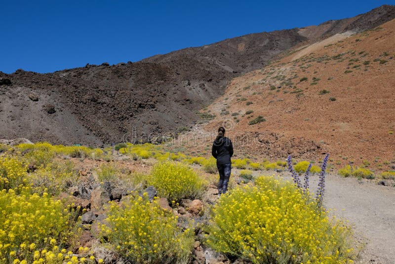 Femme sur le paysage volcanique sec de montagne entourée par les fleurs jaunes image stock Femme sur le paysage volcanique sec de montagne entourée par les fleurs jaunes image stock